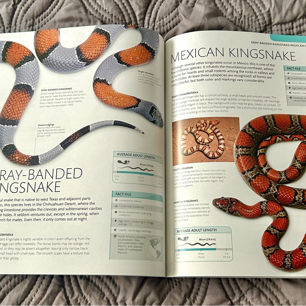 Smithsonian Snake Essential Guide Book - Picture 3 of 5
